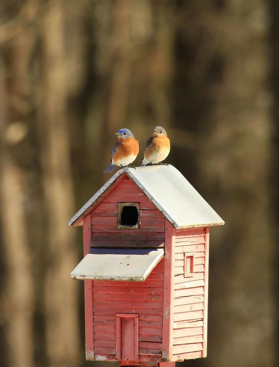 Pair of eastern bluebirds perched on birdhouse