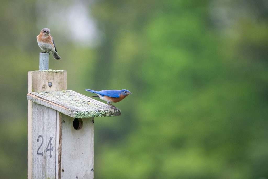 Pair of Eastern Bluebirds perched on a backyard nest box during breeding season