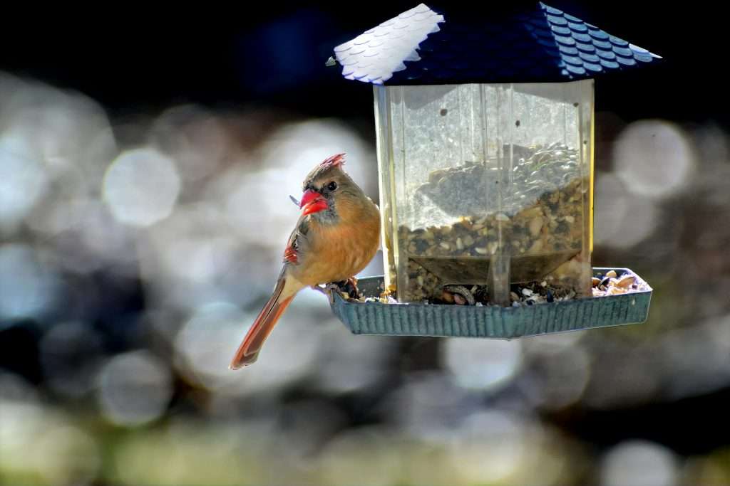 Female cardinal at small house-style bird feeder