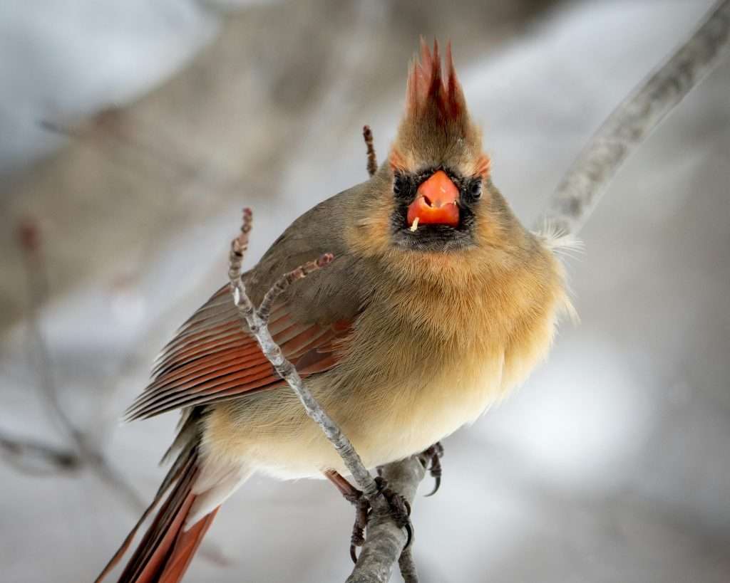 Close-up portrait of a female northern cardinal with crest raised