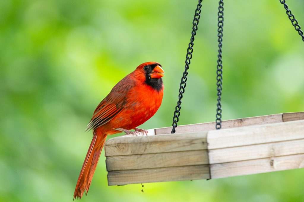 Northern cardinal eating seeds up close at feeder