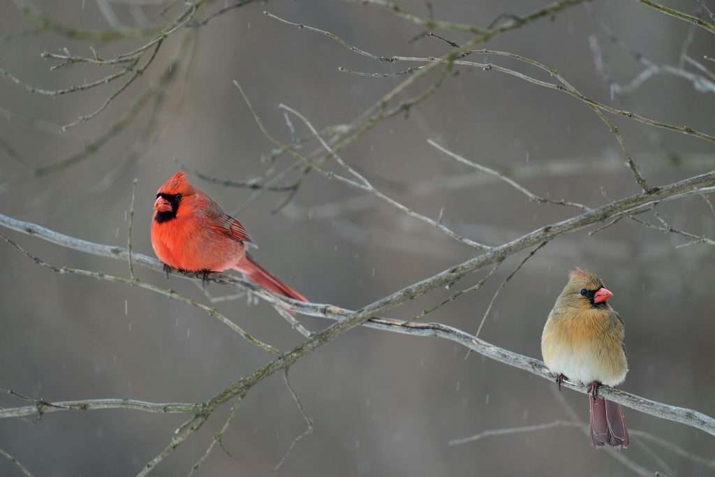 Male and female northern cardinal perched together on branch