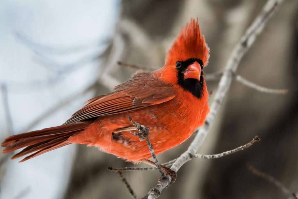 Northern cardinal perched in snow during winter