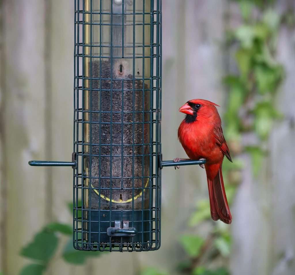 Northern cardinal on thistle tube feeder