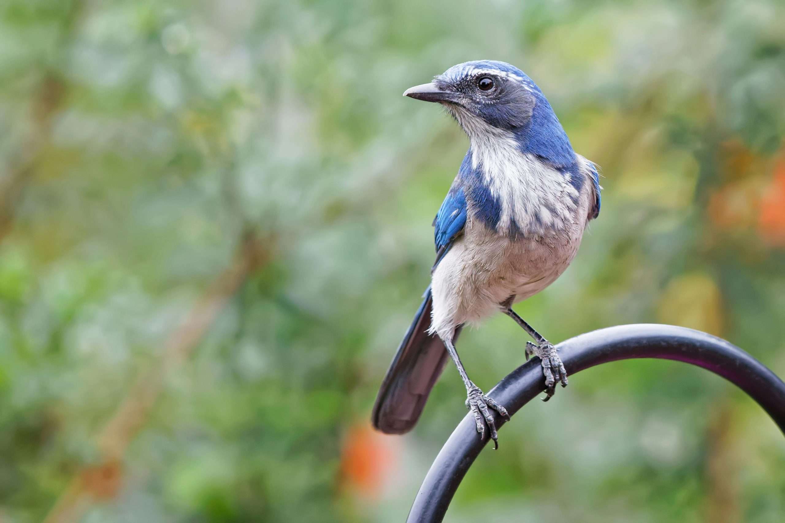California Scrub-Jay perched on a black metal garden hook with a softly blurred green backyard background.