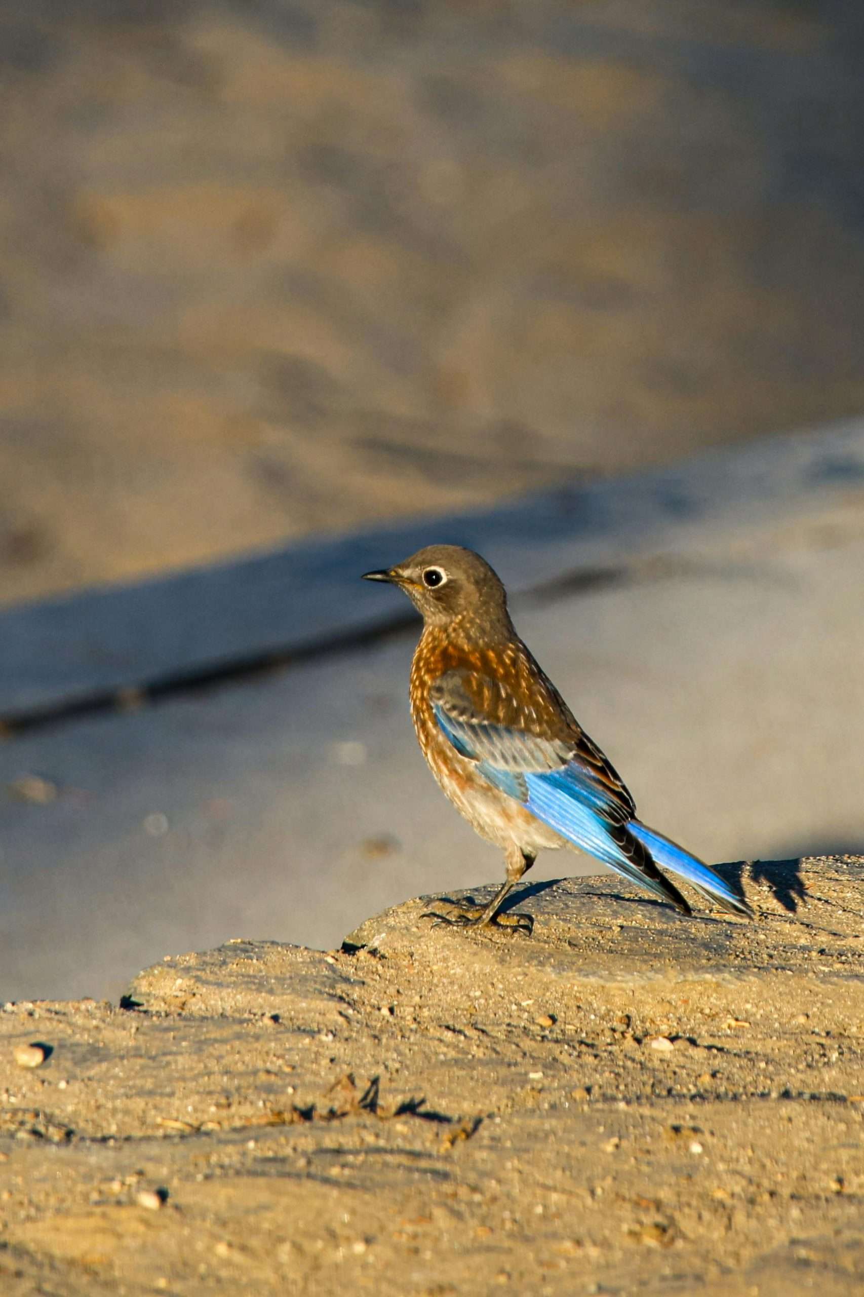 Mountain bluebird standing on a rocky surface with blue wings and tail feathers visible