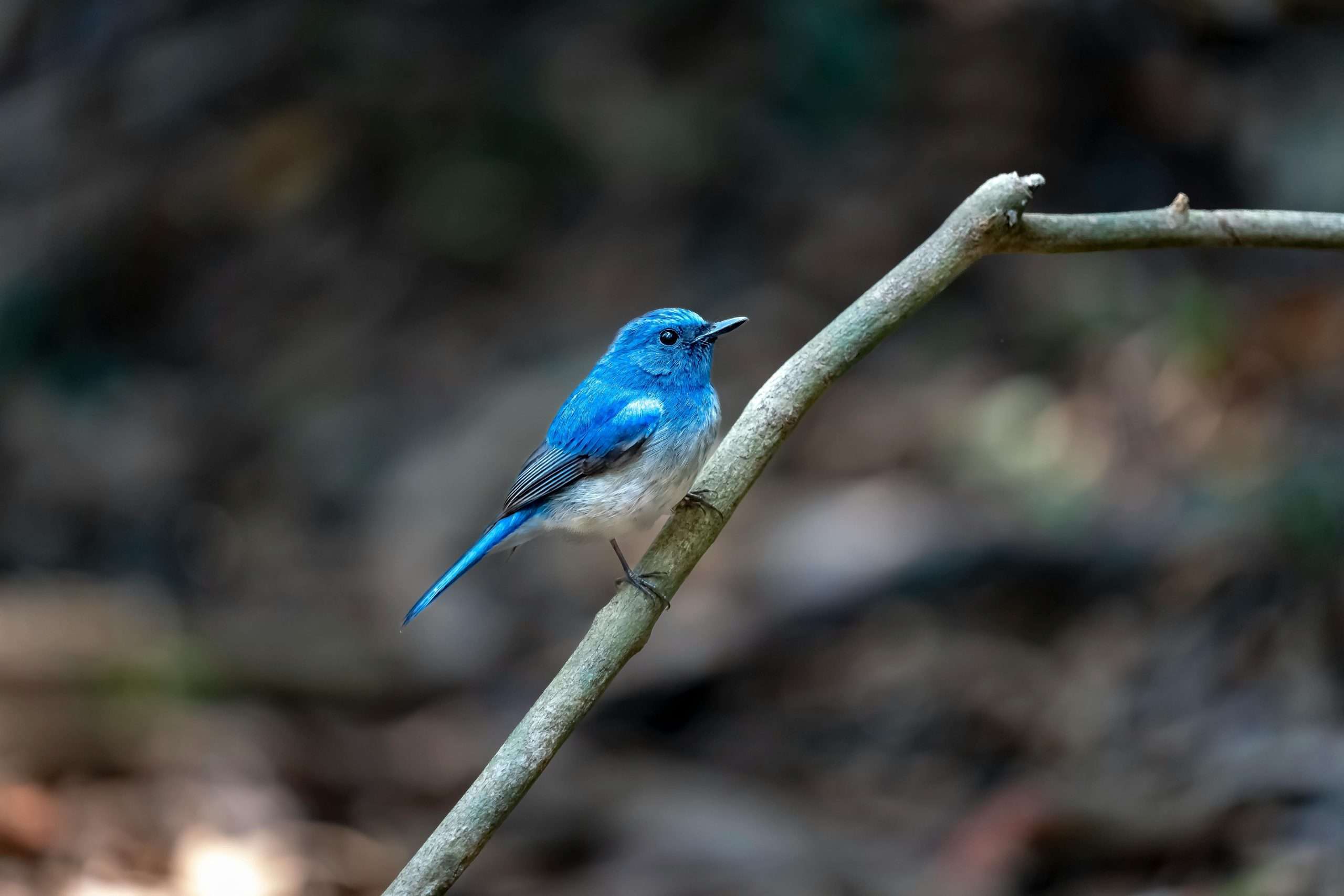 Male mountain bluebird perched on a slender branch with bright blue plumage and pale underside