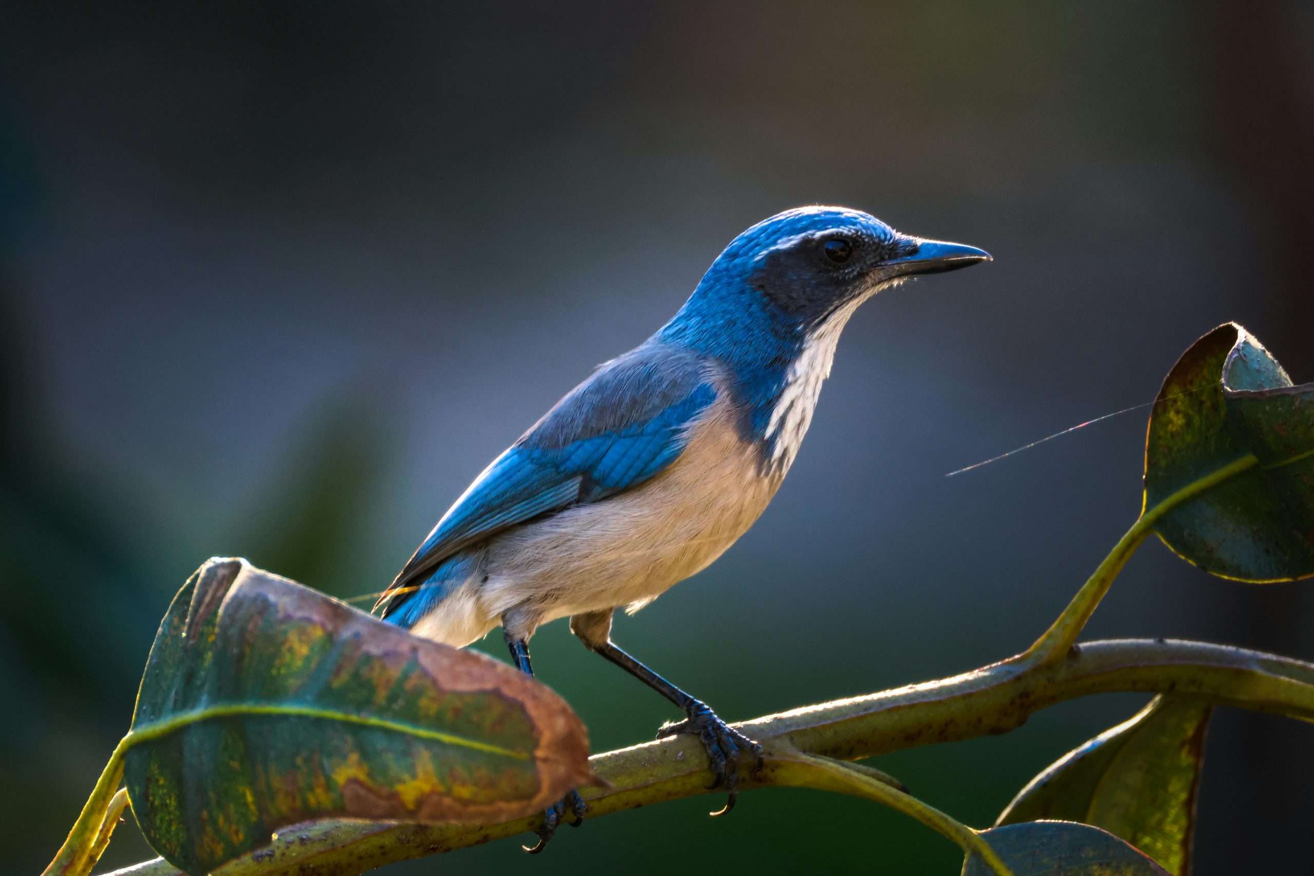 Mountain bluebird perched on a leafy branch in warm natural sunlight
