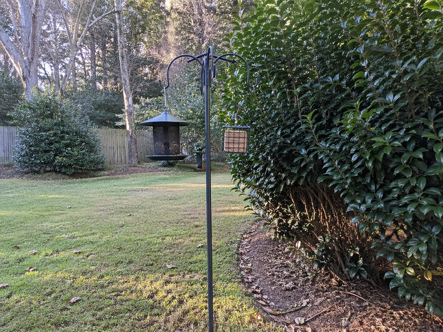 Bird feeder setup near shrubs in an Alabama backyard with hopper and suet feeder on pole
