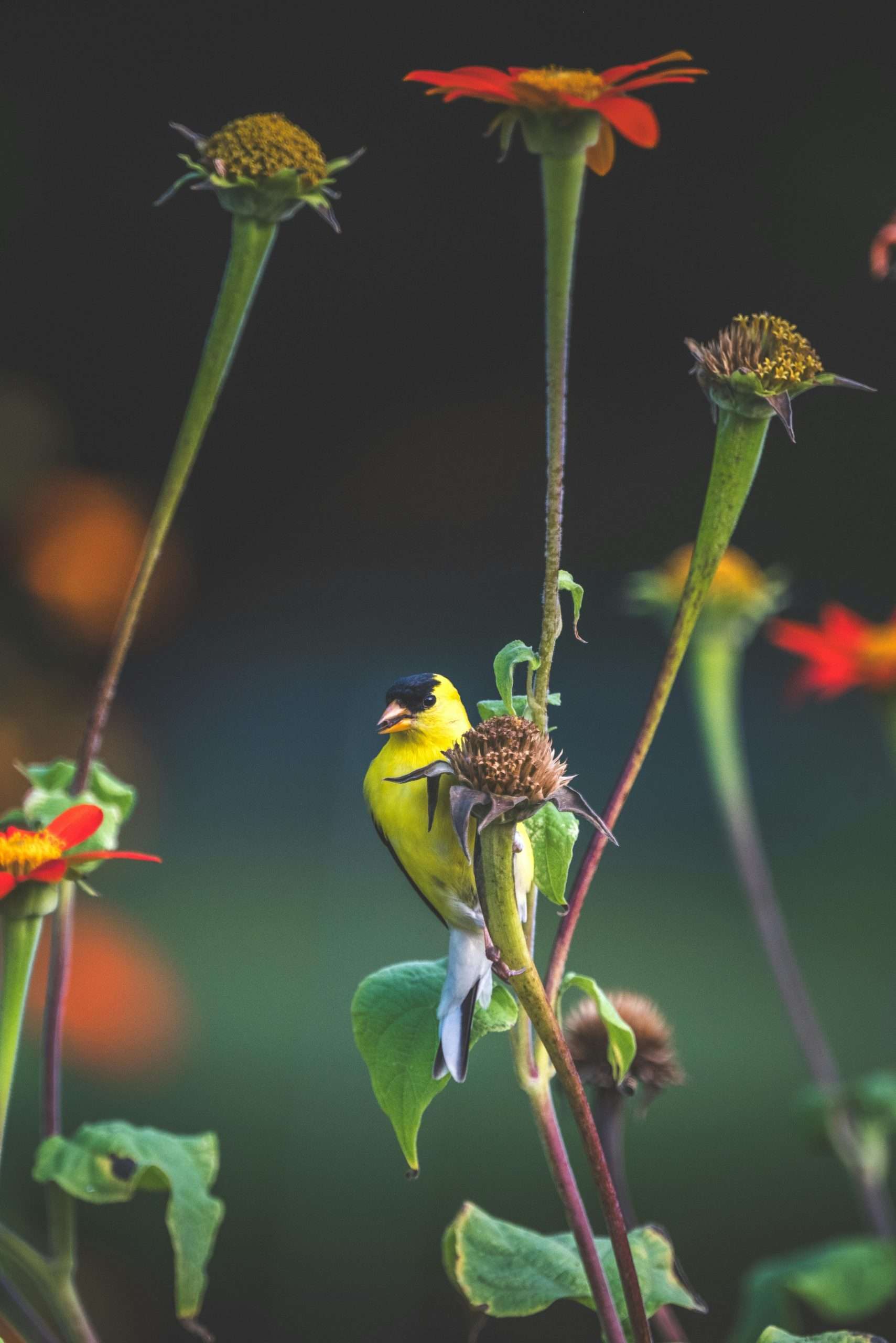 American goldfinch clinging to flower seed head among colorful blooms