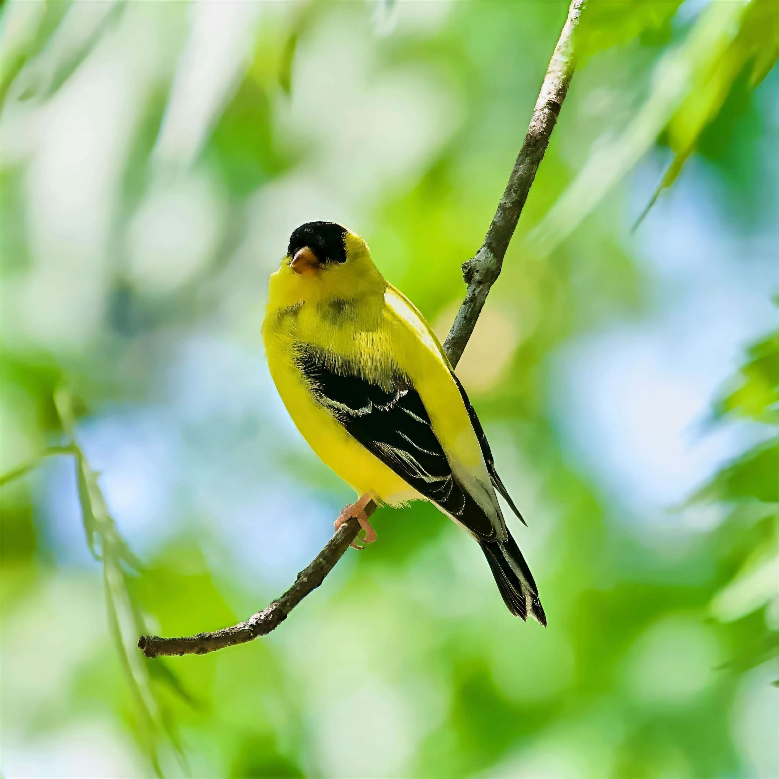 American goldfinch perched on a tree branch in bright green foliage