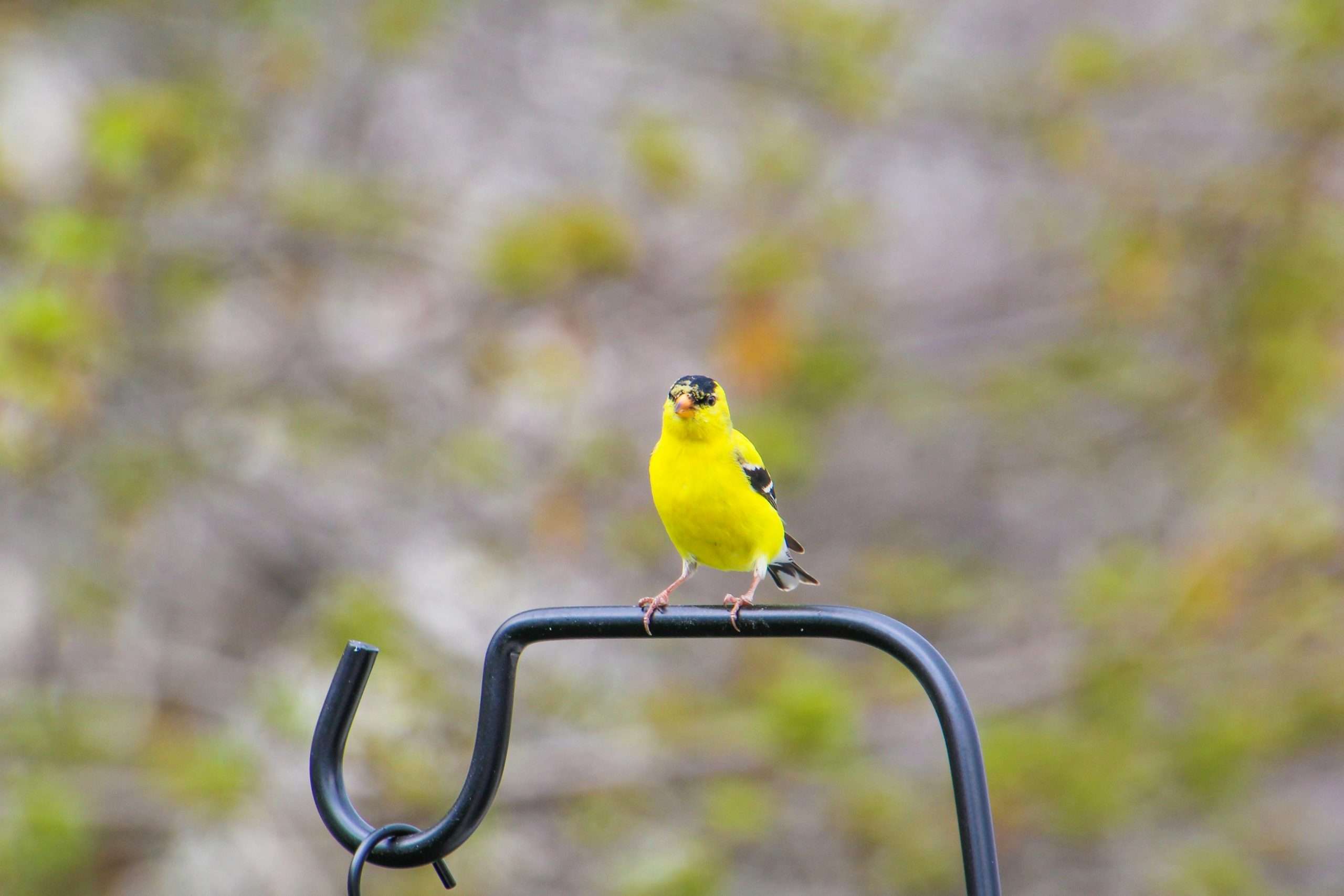 American goldfinch standing on black garden hook outdoors