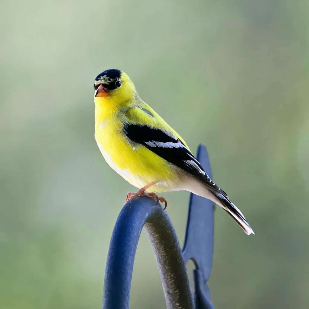 American Goldfinch bright yellow male perched on garden hook in backyard