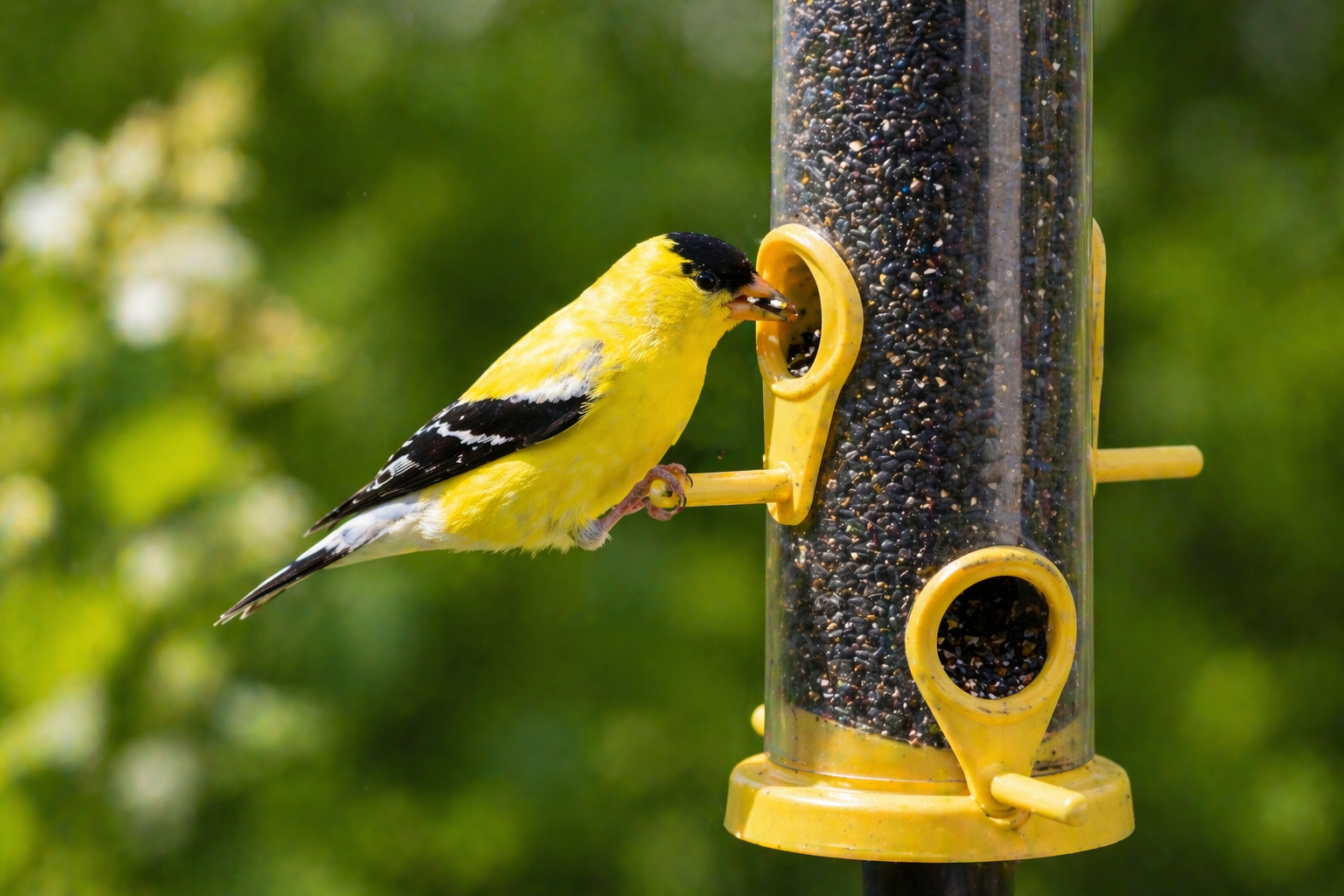 American goldfinch feeding on a tube feeder in an Indiana backyard during summer