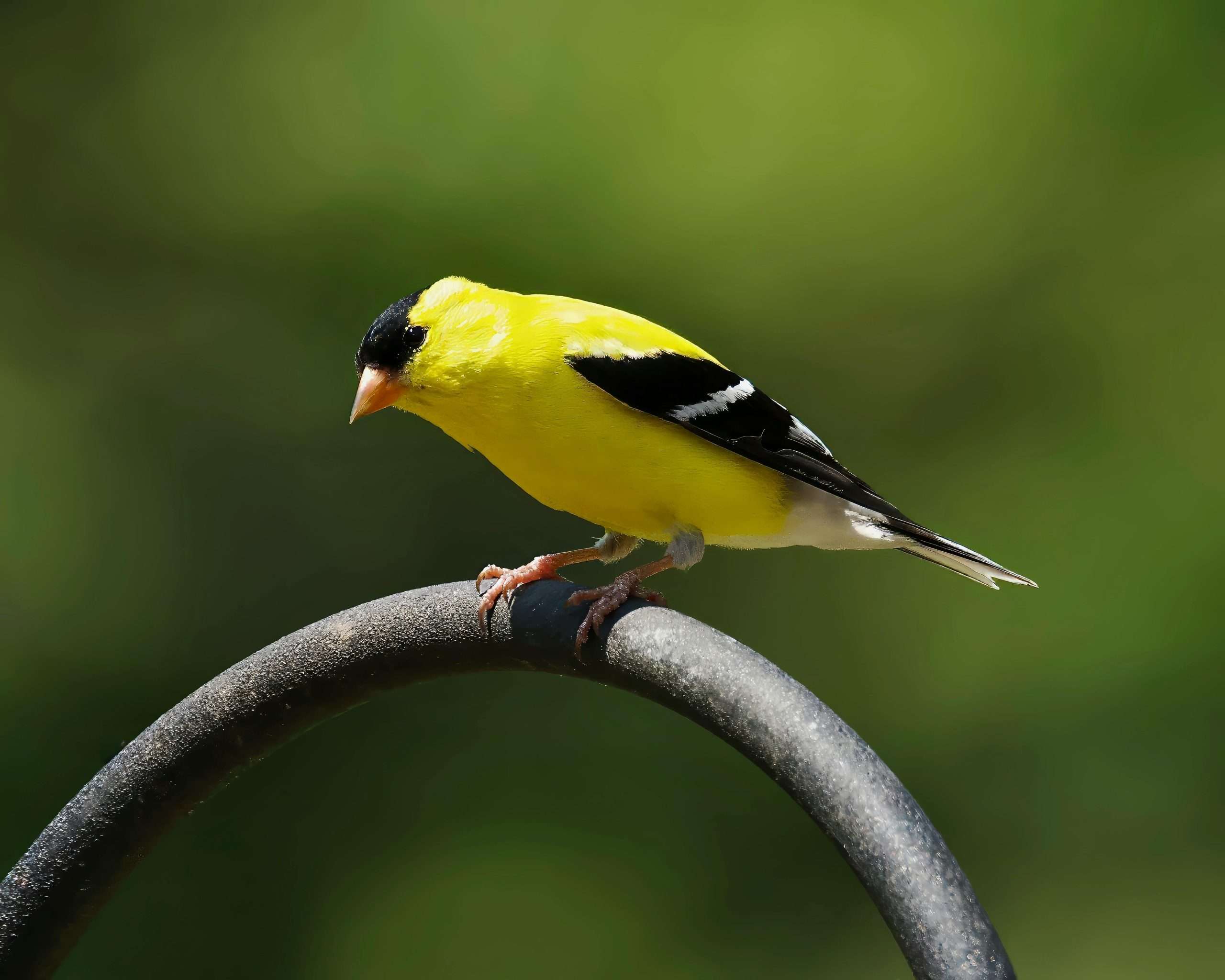 American goldfinch perched on feeder pole looking downward