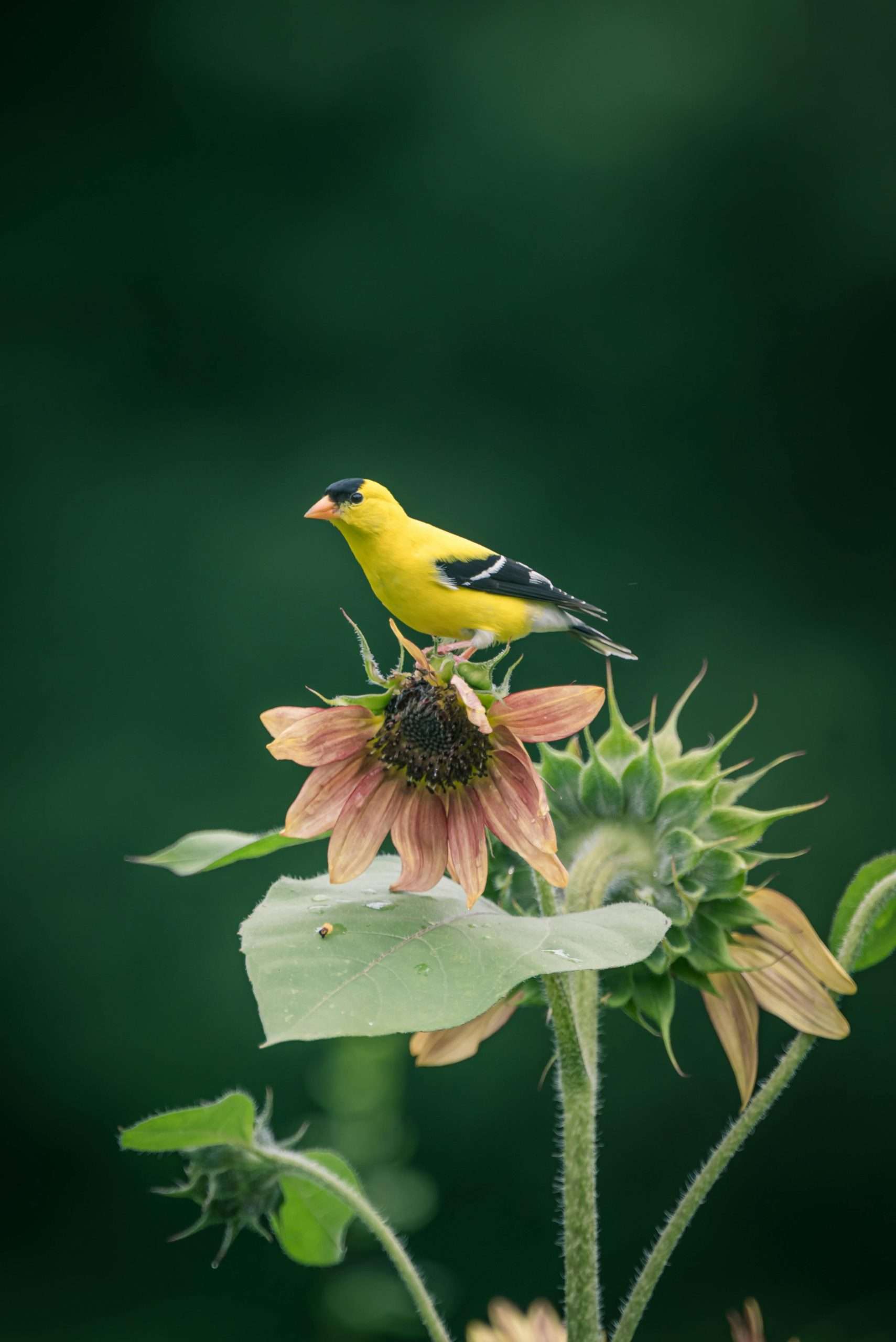 Male American goldfinch perched on wilted sunflower bloom