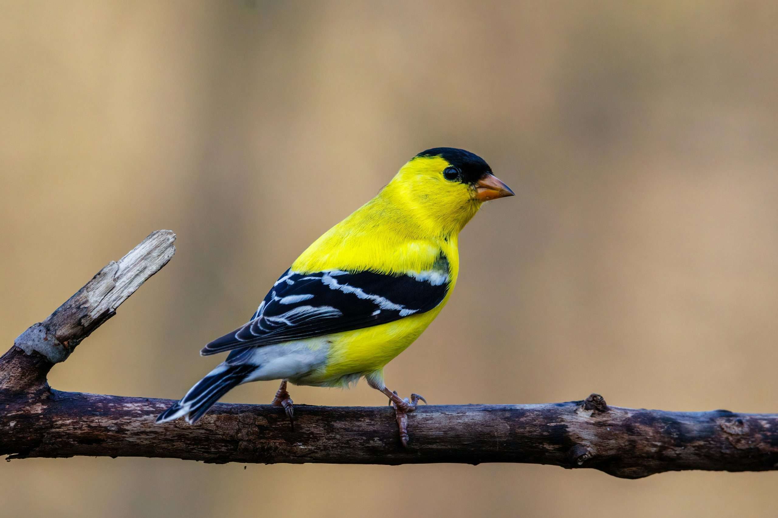 American goldfinch perched on weathered tree branch