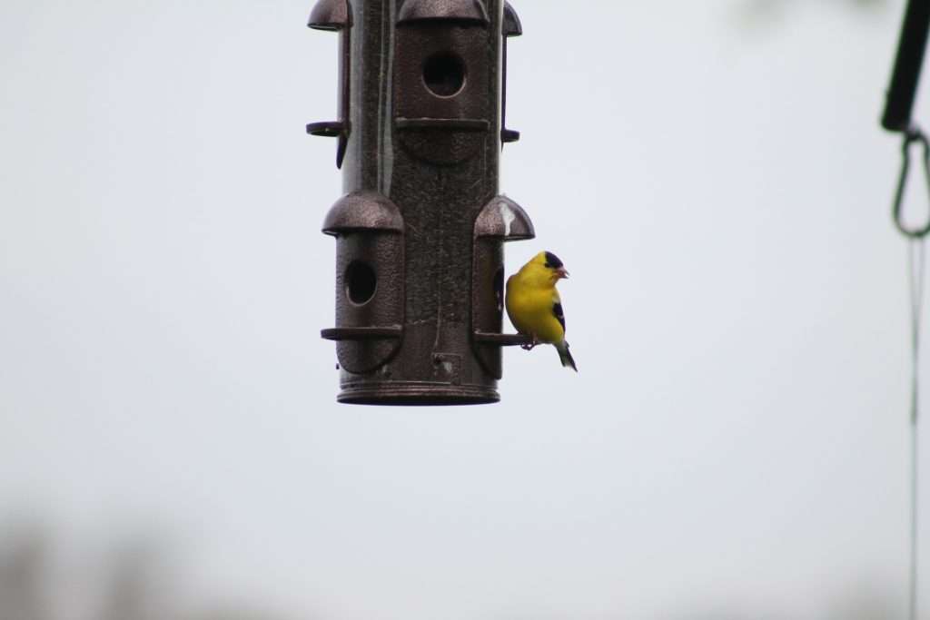 A bright yellow American Goldfinch perched on the side of a hanging tube feeder against a soft pale background.