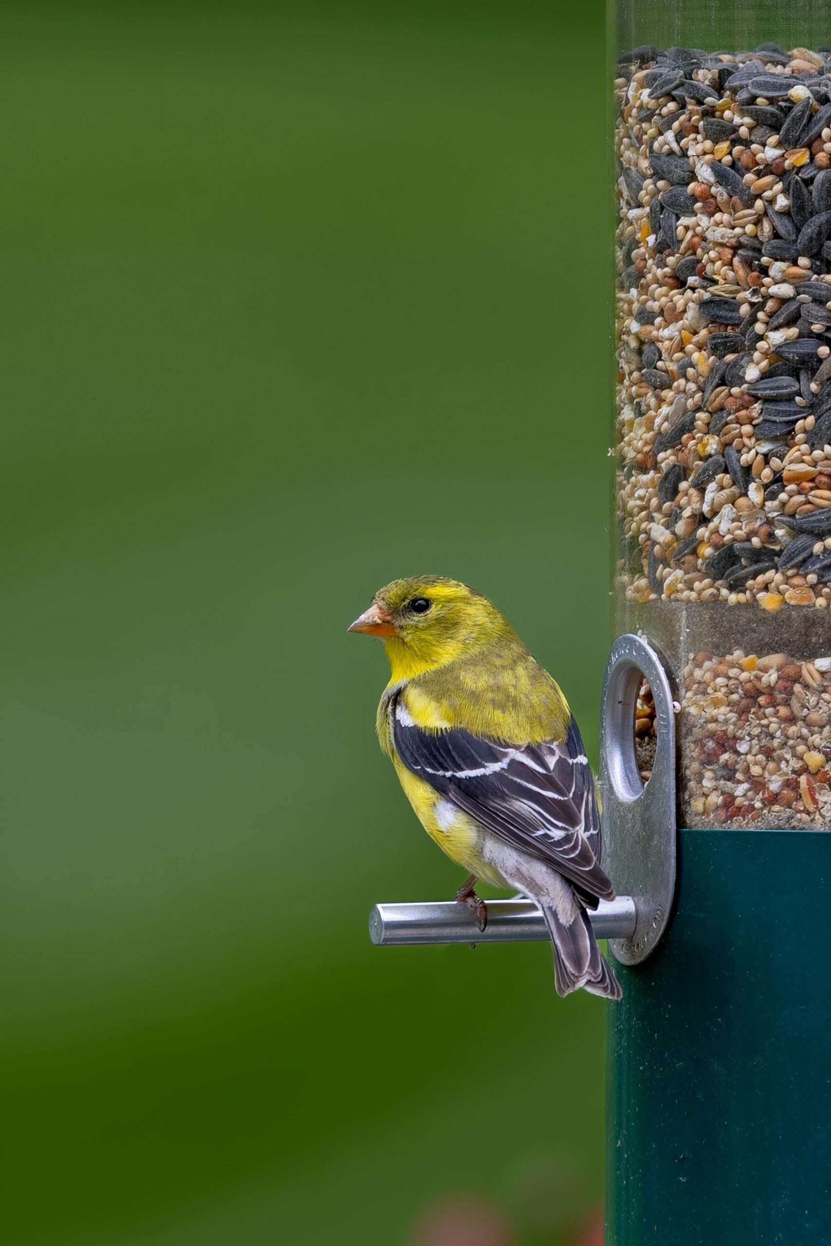 American Goldfinch perched on a metal peg of a clear seed tube feeder filled with mixed birdseed, against a soft green blurred background.