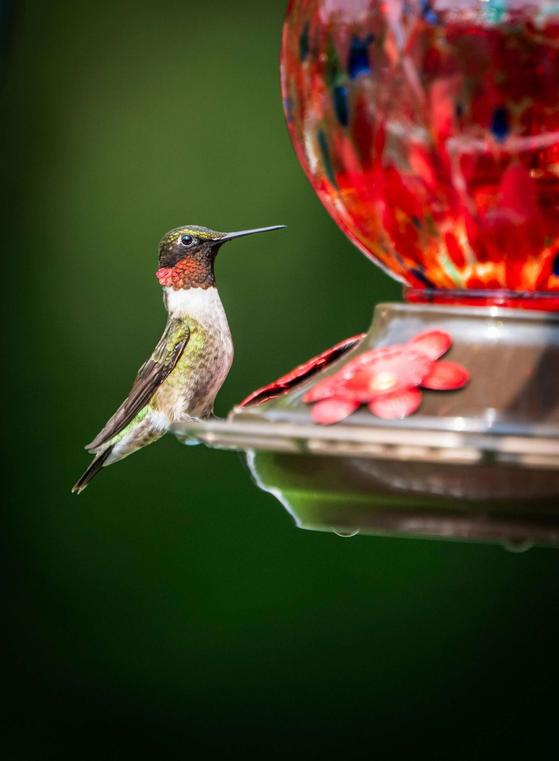 Anna’s Hummingbird perched beside a red glass nectar feeder with a soft green background.