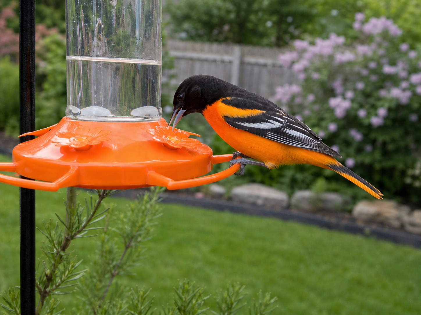 Baltimore oriole perched on an orange backyard nectar feeder, drinking clear sugar-water nectar with soft garden greenery in the background.