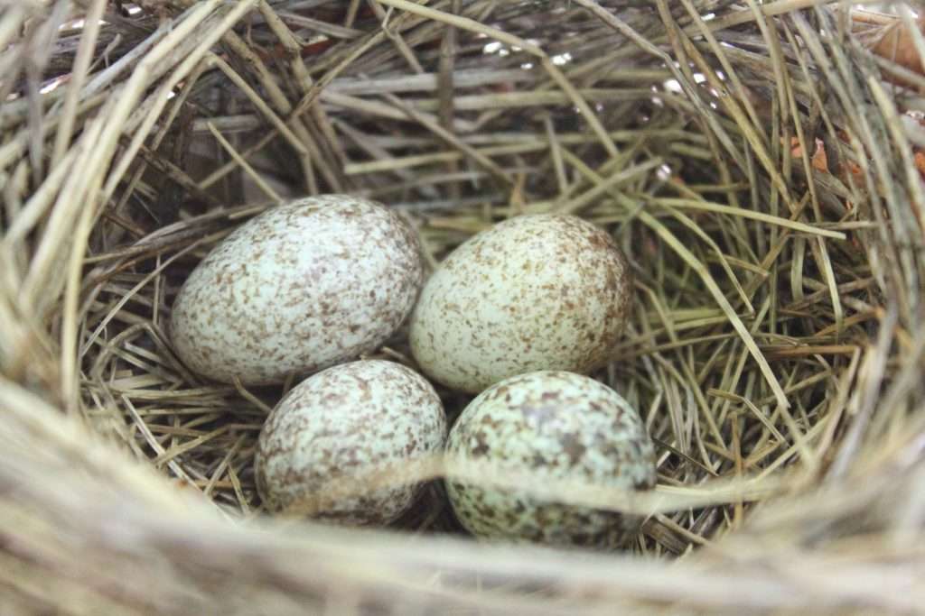 close-up of four speckled bird eggs inside a woven nest