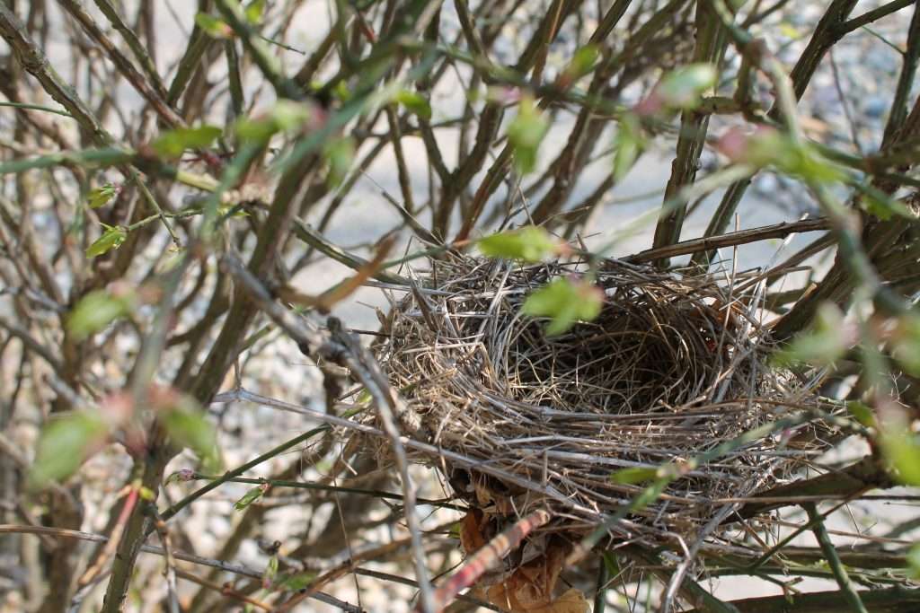 woven bird nest tucked inside dense shrub branches