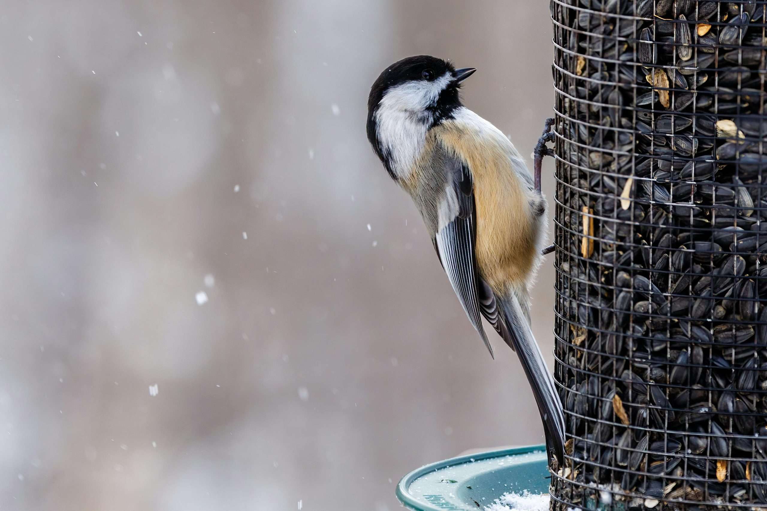 Black-capped chickadee clinging to sunflower seed feeder in winter