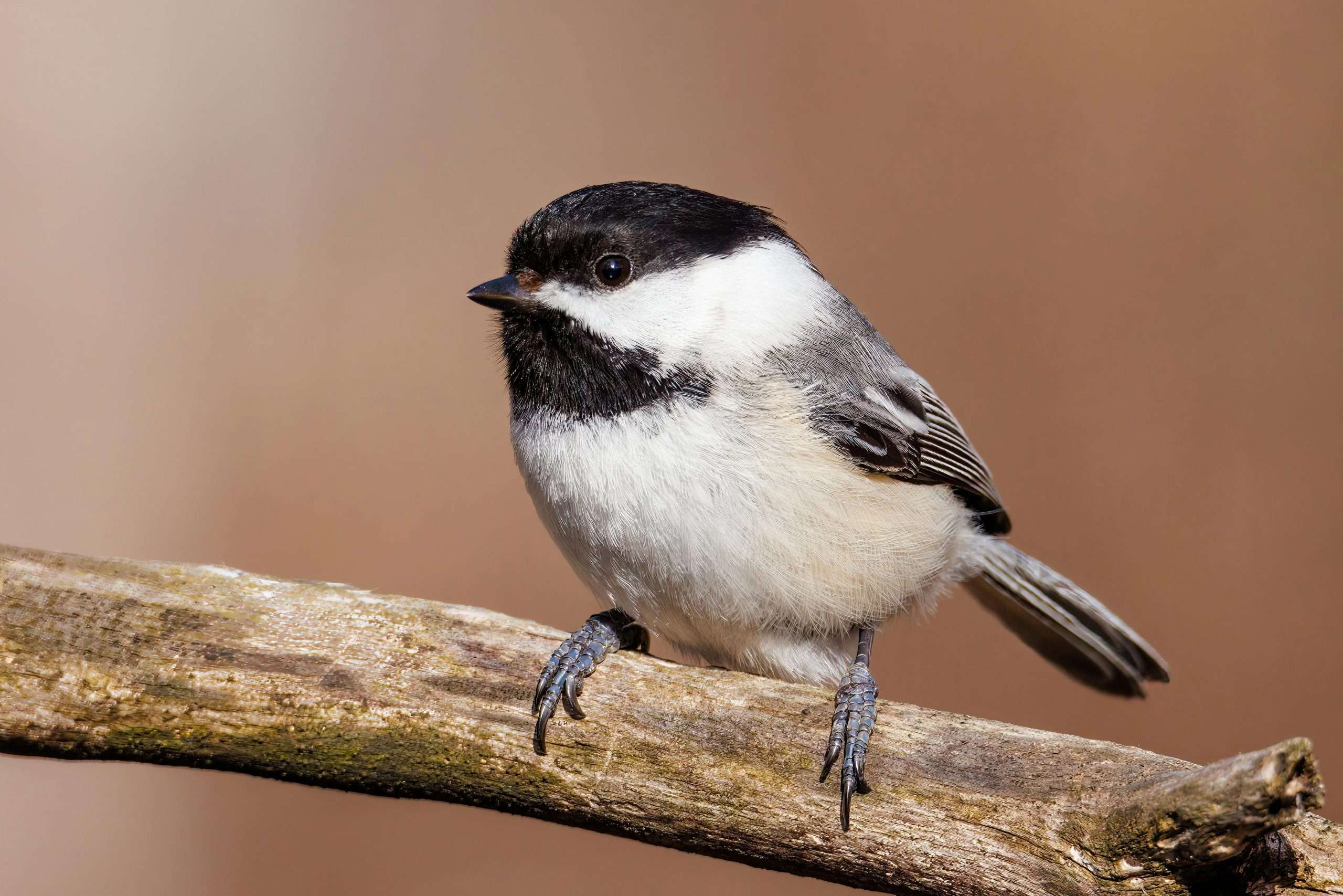 Black-capped chickadee close up perched on tree branch