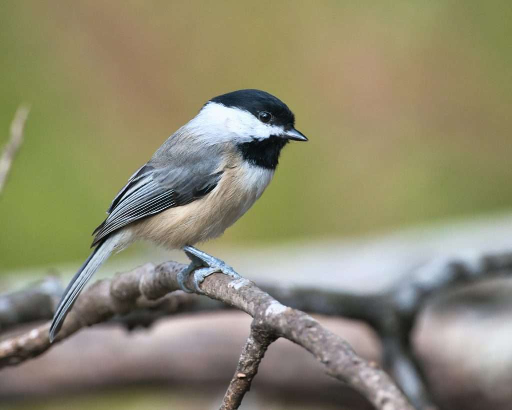 A Black-capped Chickadee perched on a thin branch with a soft green and brown blurred background.