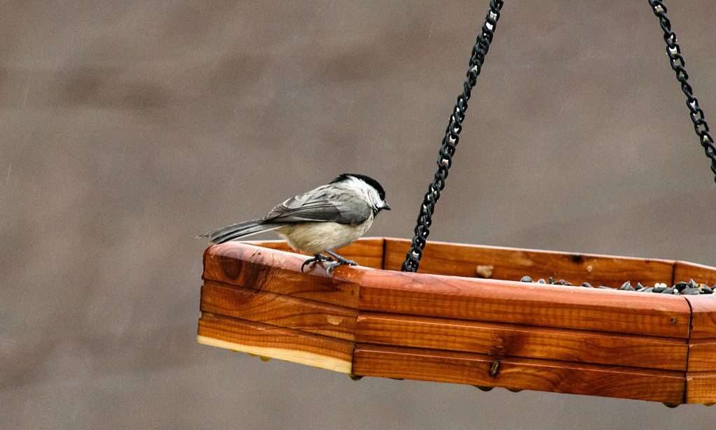 A Black-capped Chickadee perched on the edge of a wooden hanging platform feeder with scattered seed and a soft blurred background.