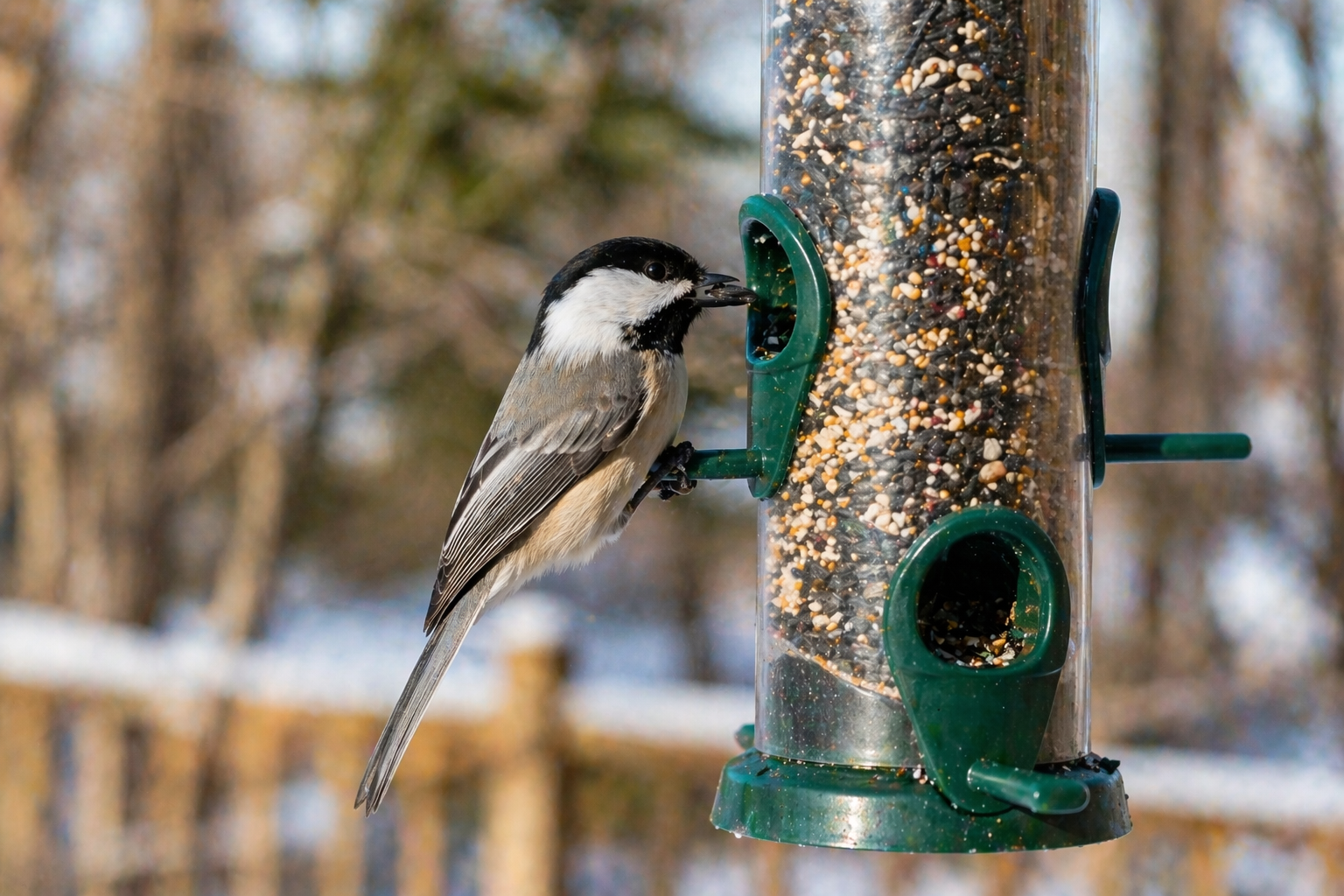 Black-capped chickadee clinging to a tube feeder in Indiana