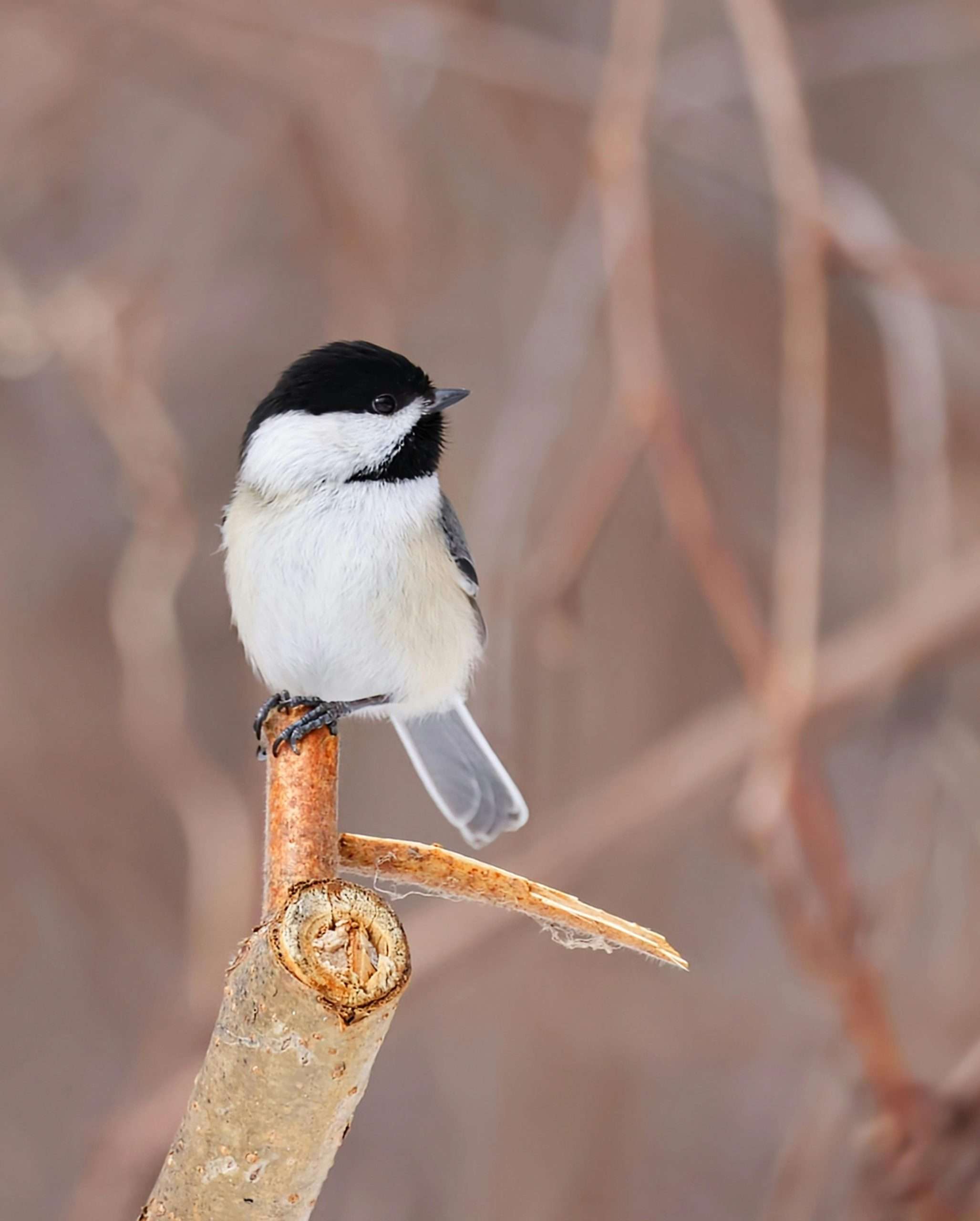 Black Capped Chickadee Perched