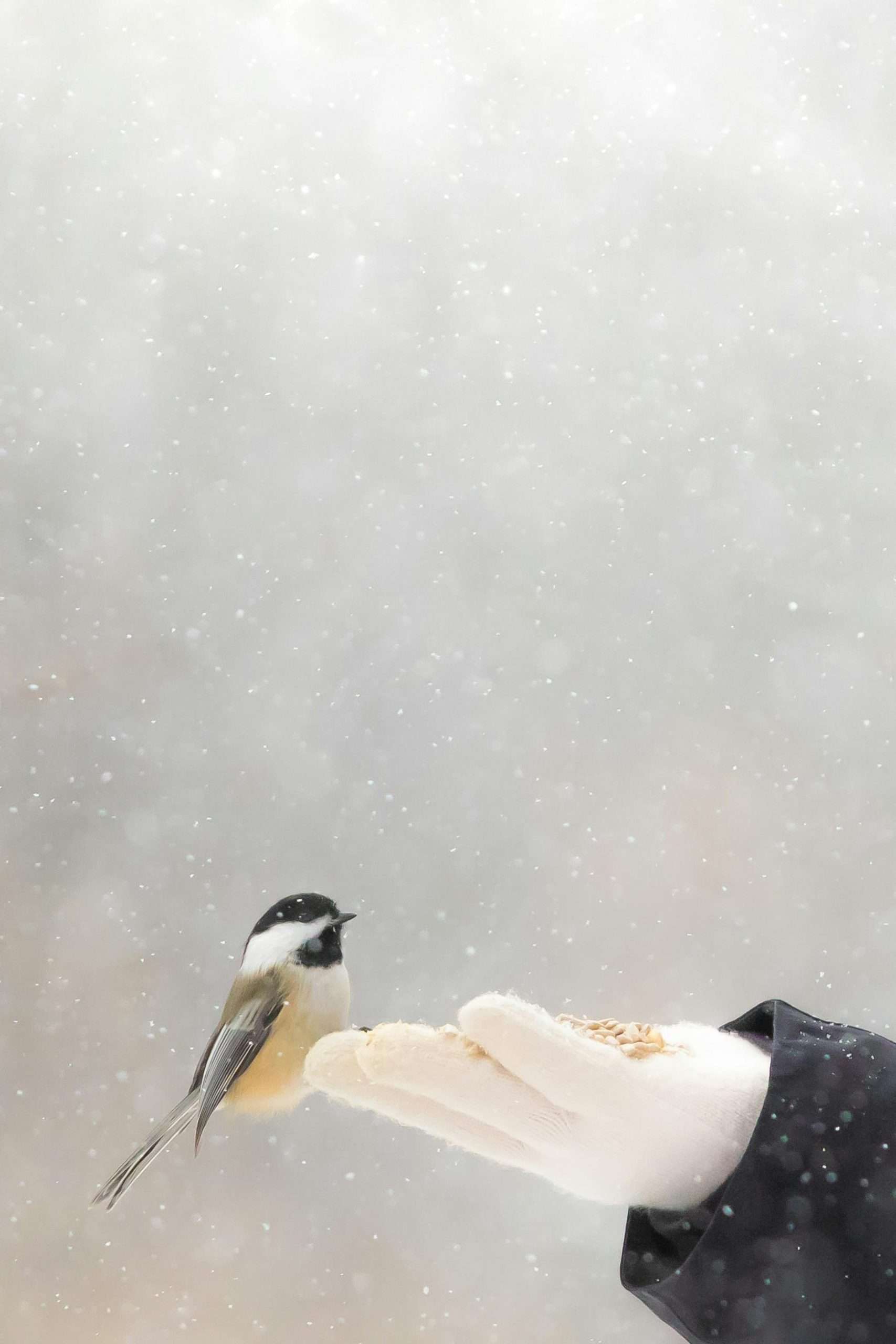 Black Capped Chickadee Eats Seed From a Hand
