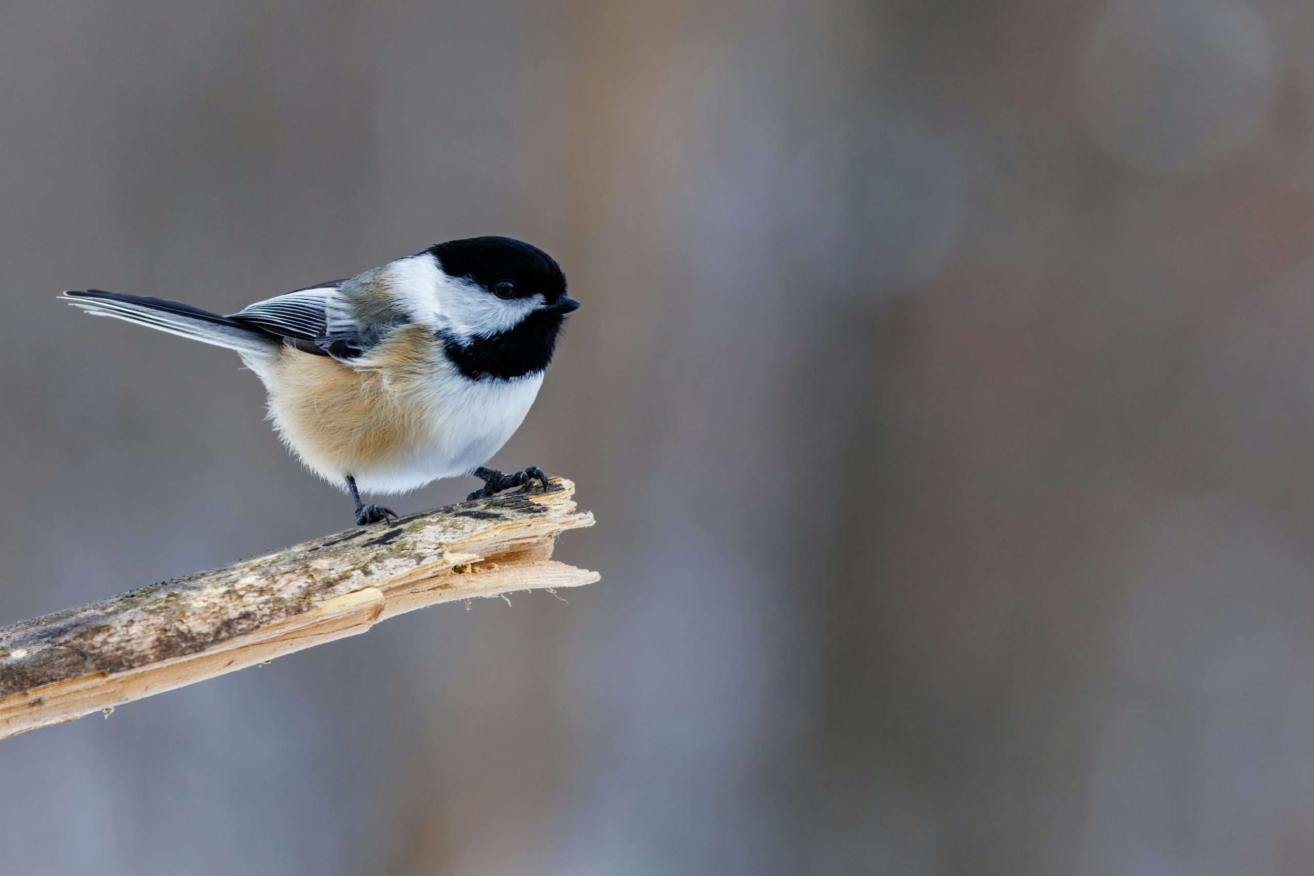 Black-capped chickadee resting on broken tree branch close up