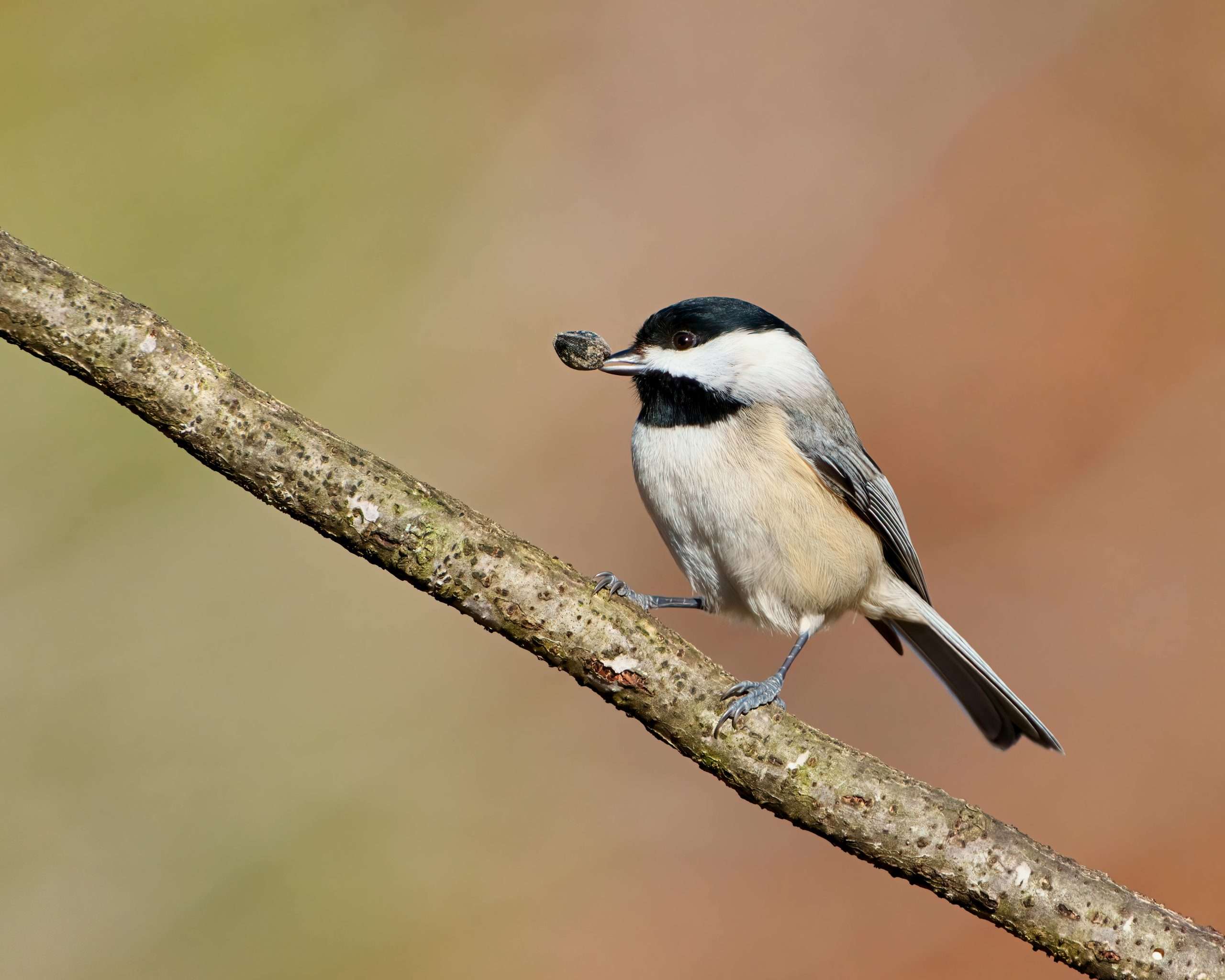 black capped chickadee with sunflower seed