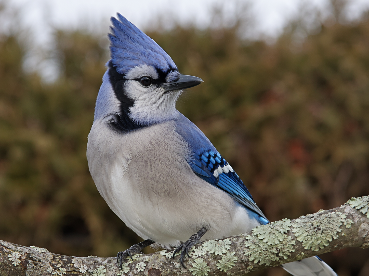 blue jay perched near suburban backyard trees