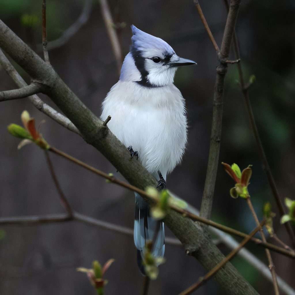 Blue Jay perched on tree branch close up in backyard setting