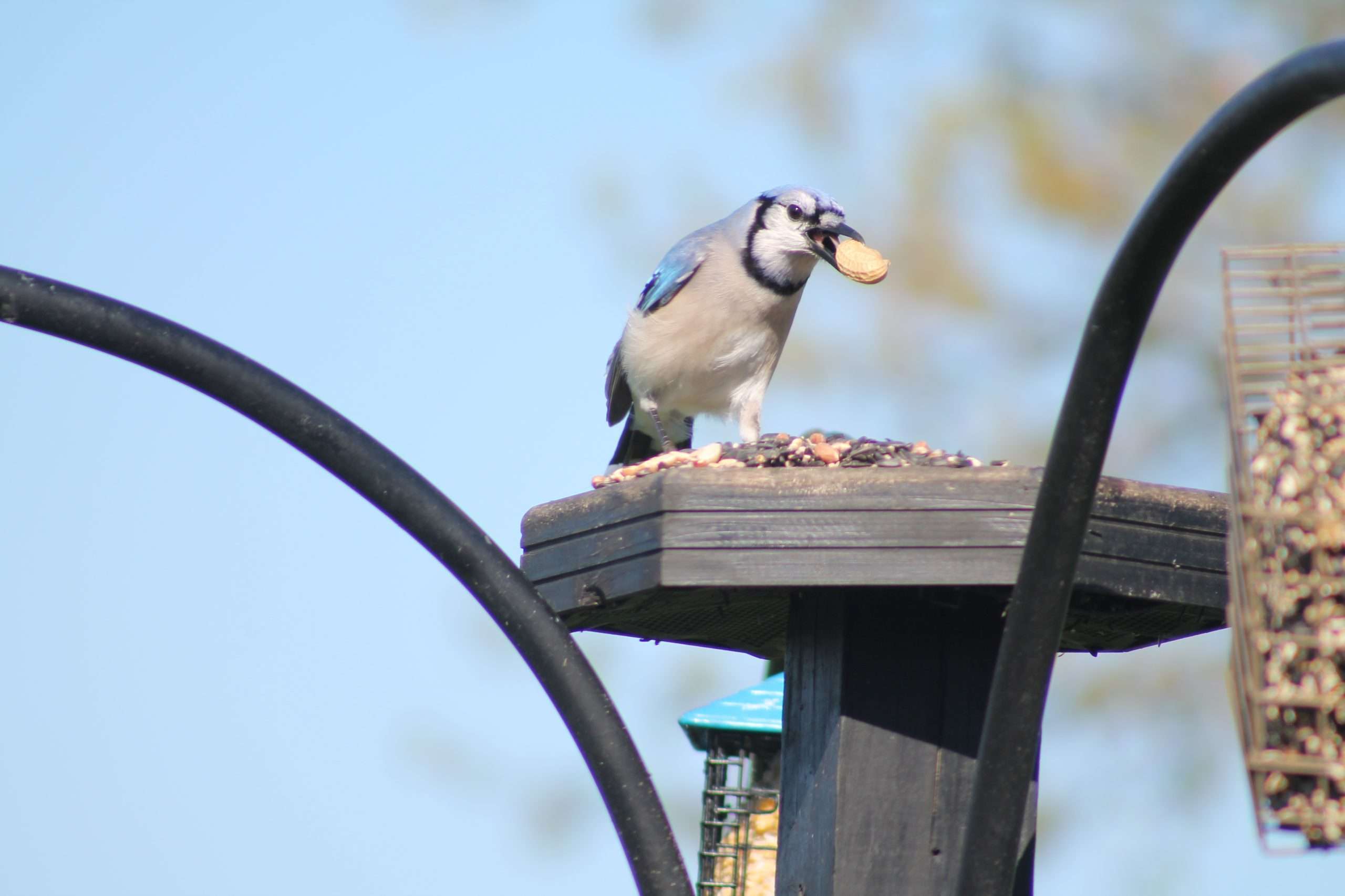 Blue jay standing on a platform feeder with a peanut in its beak, framed by black feeder hooks against a soft blue sky