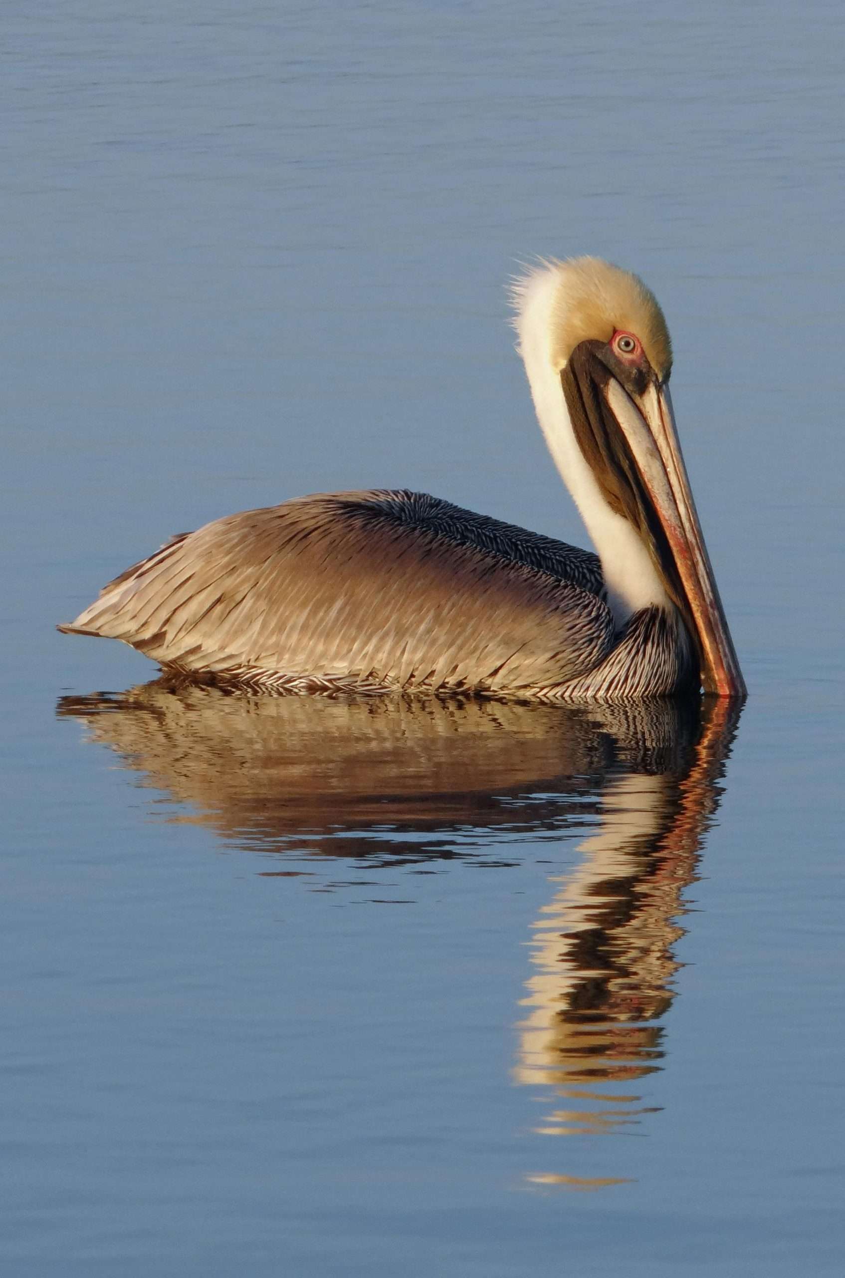 Brown pelican floating on calm water close up
