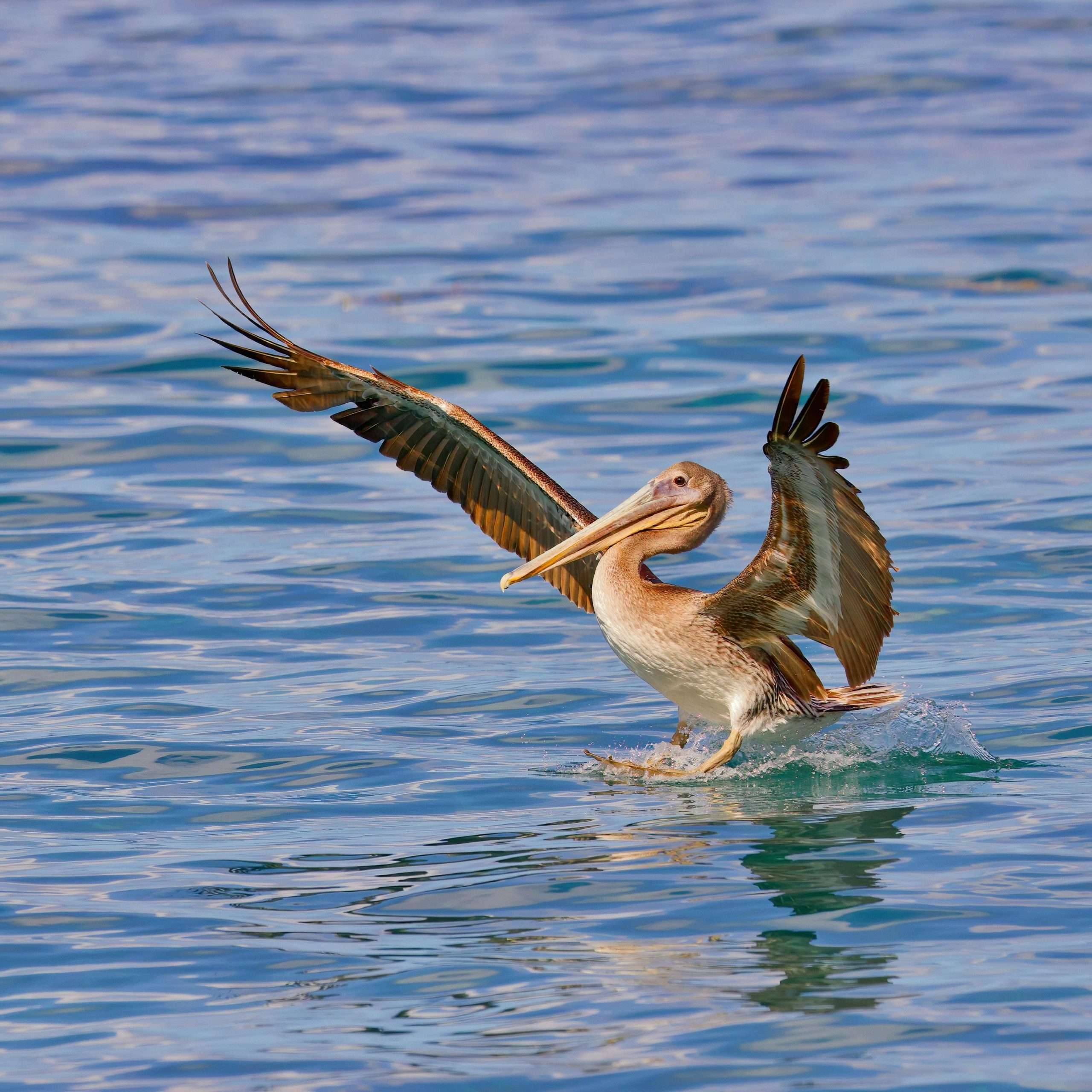 Brown pelican landing on water with wings spread wide