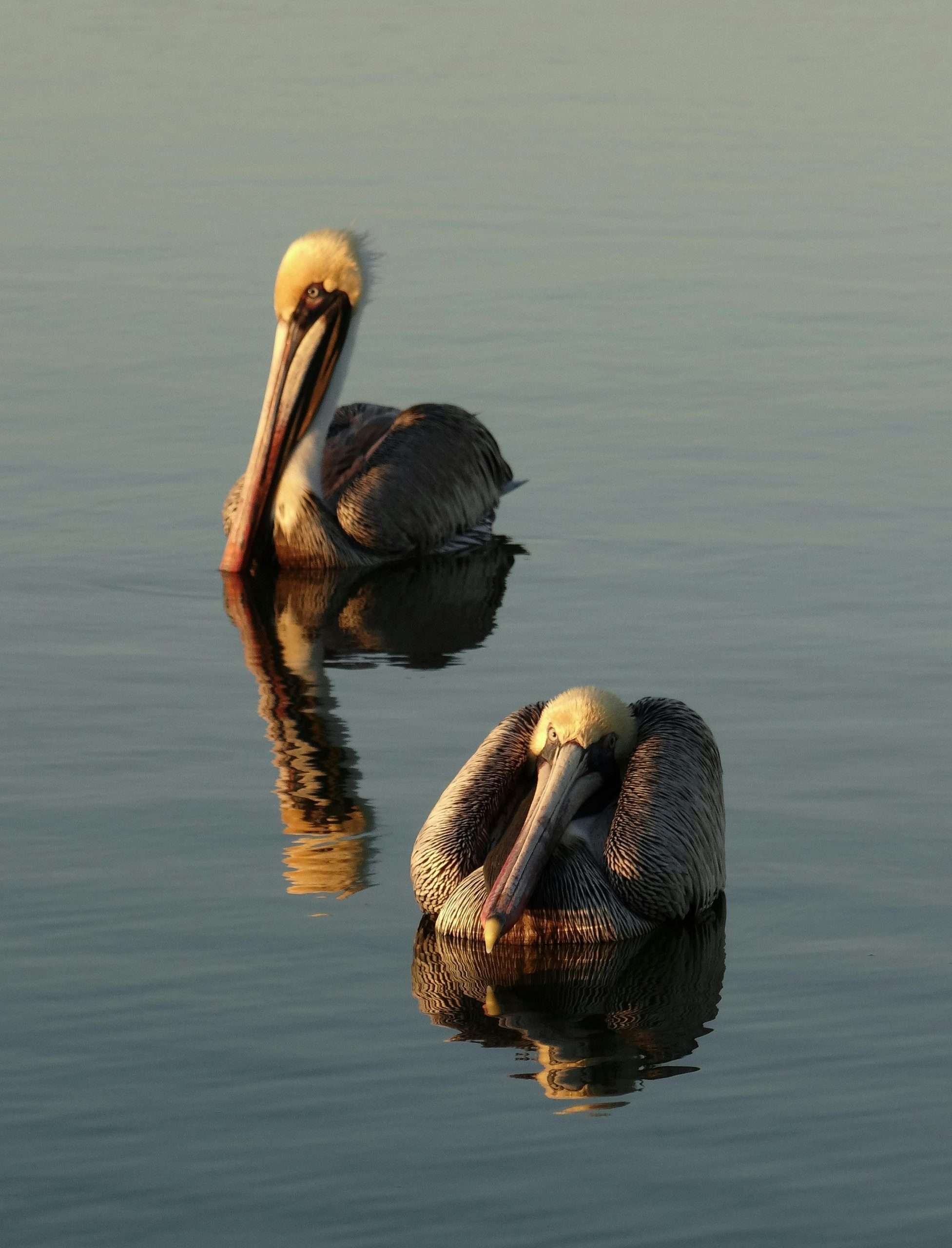 Two brown pelicans floating on calm water at sunset