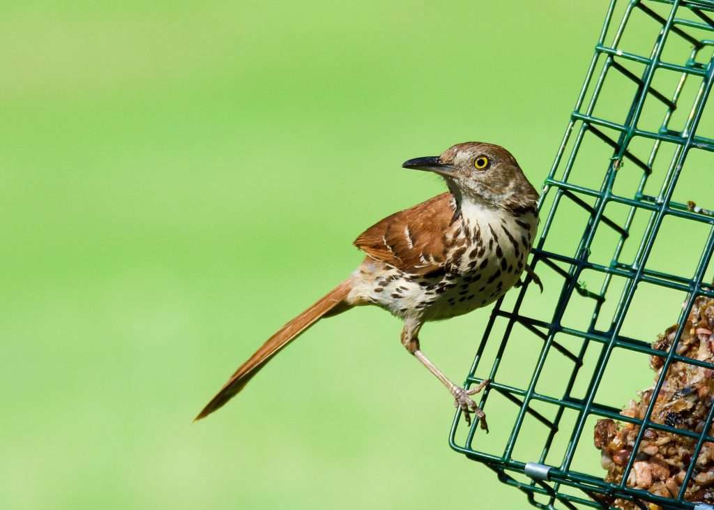Brown Thrasher clinging to a green suet feeder with bright green background