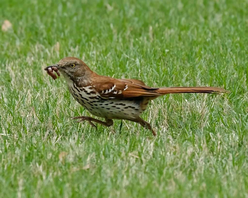 Brown Thrasher running across green grass with a worm in its bill