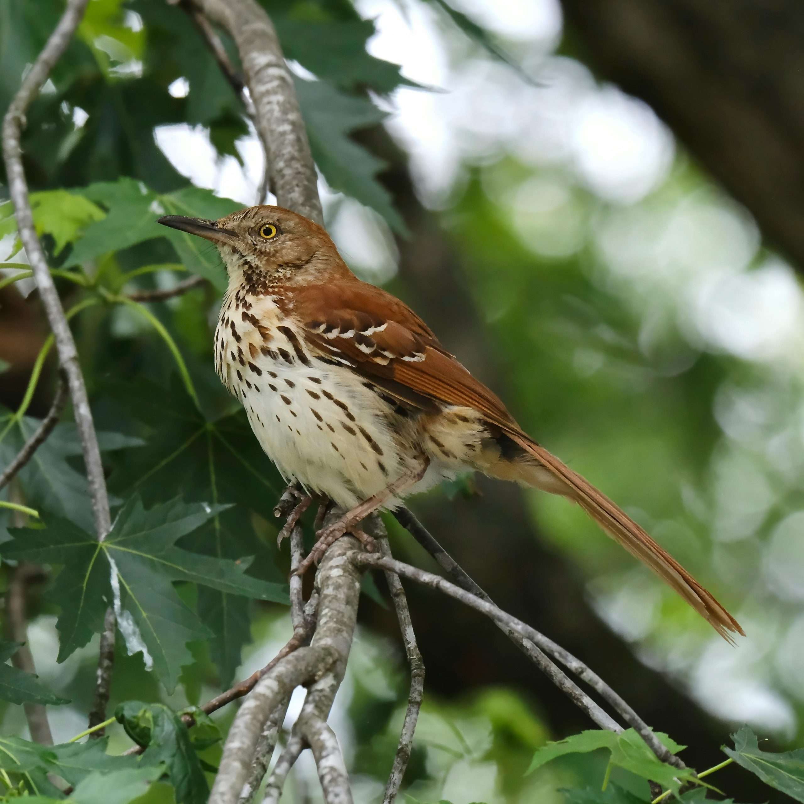 Brown Thrasher perched on a branch among green leaves