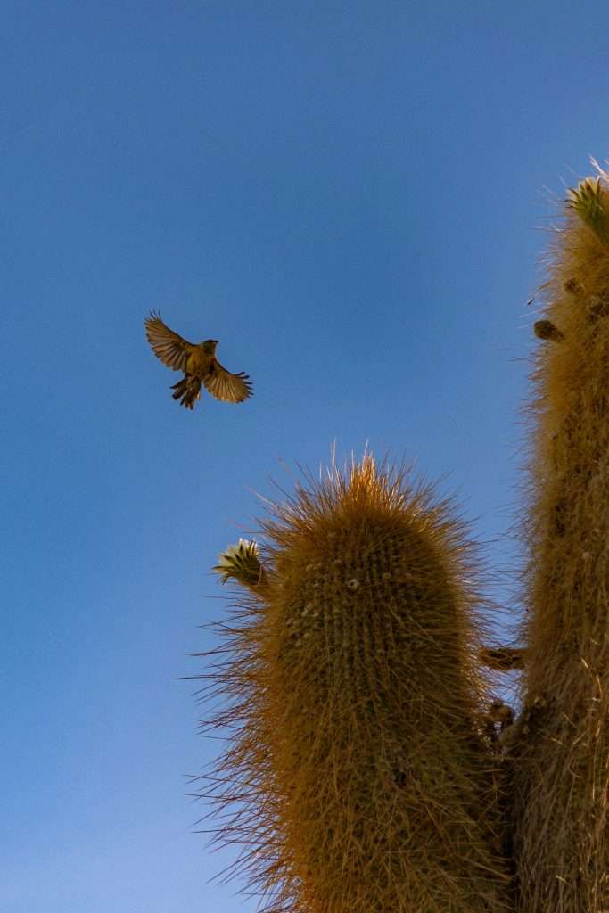 cactus wren flying near cactus in desert