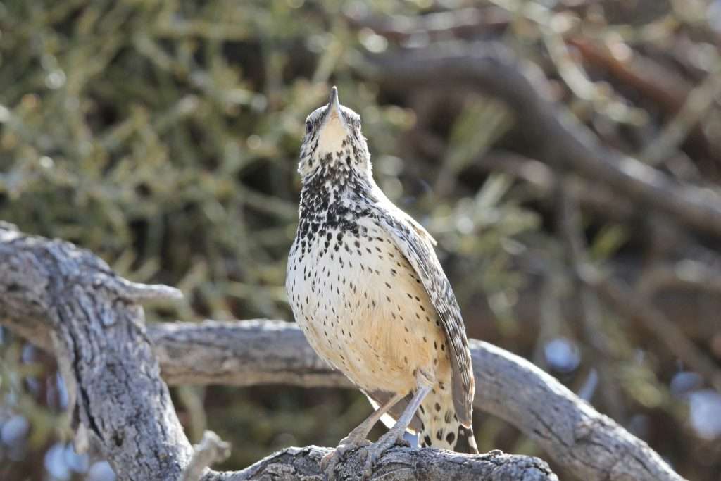cactus wren standing on branch looking upward