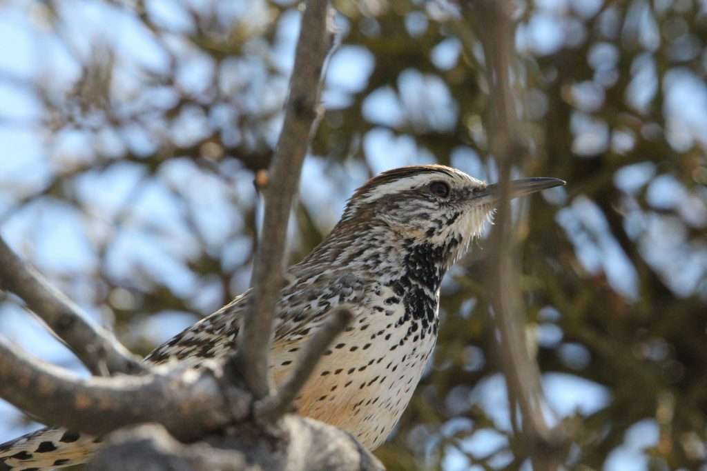 cactus wren perched on desert branch side profile