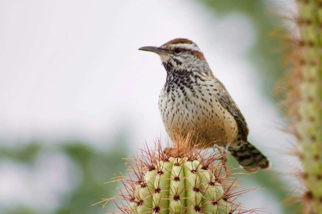 cactus wren perched on cactus with neutral tones