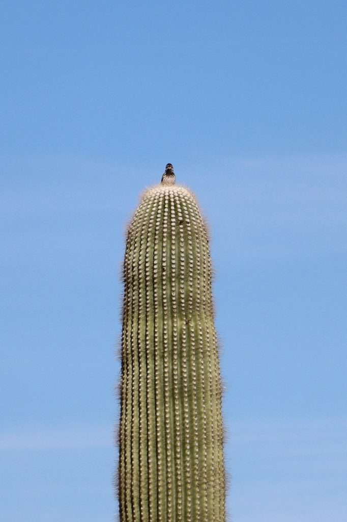 Cactus wren perched on top of tall saguaro cactus